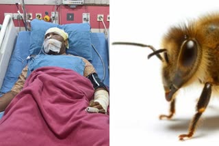 Indore Thousands of bees stung man