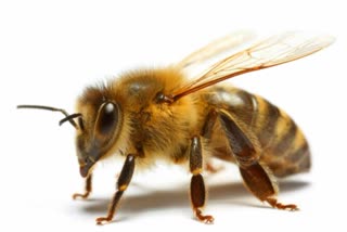 Indore Thousands of bees stung man