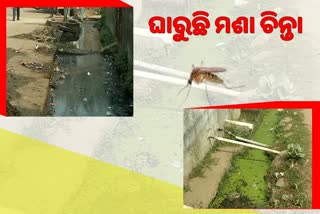 mosquito tension in puri