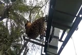 Leopard died as electrude while jumping from one tree to another  ചാടിയത് മരത്തില്‍ നിന്ന് മരത്തിലേക്ക്  ചെന്ന് വീണത് ട്രാന്‍സ്‌ഫോമറിലേക്ക്  ഷോക്കേറ്റ പുള്ളിപ്പുലി ചത്തു  Leopard died  തുംകൂറില്‍ ഷോക്കേറ്റ് പുള്ളിപ്പുലി ചത്തു