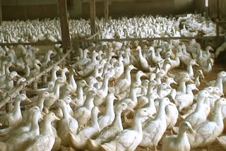 Bird flu outbreak reported in two villages in Kerala, Ordered to Cull of Around  8,000 ducks