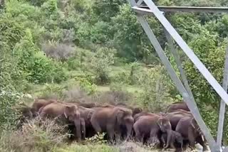 elephants spotted in tamilnadu