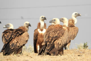 Vultures throng in at Jorbeer