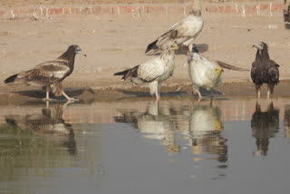 Vultures gathers in Jorbeer