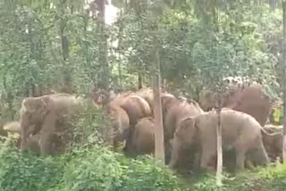 Elephants trample farmers crops in Koriya