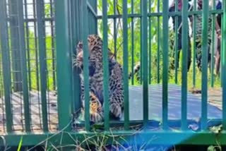 captured leopard