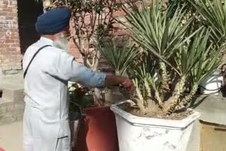 planting at Sachkhand Sri Harmandir Sahib