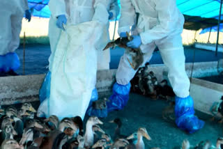 Outbreak of bird flu in two Kottayam panchayats