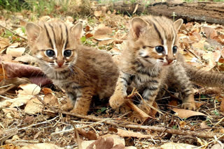 Rusty-spotted cat