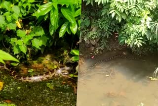 two pythons found  pythons found in canoli canal  canoli canal kozhikode  pythons  group of pythons  latest news in kozhikode  latest news today  വീണ്ടും പെരുമ്പാമ്പിൻ കൂട്ടം  പെരുമ്പാമ്പിൻ കൂട്ടം  കനോലി കനാലില്‍  പാമ്പുപിടുത്തക്കാർ  കോഴിക്കോട് ഏറ്റവും പുതിയ വാര്‍ത്ത  ഇന്നത്തെ പ്രധാന വാര്‍ത്തകള്‍  പെരുമ്പാമ്പുകളിൽ