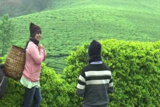 Idukki  Munnar  Travelers  rain  തെക്കിന്‍റെ കാശ്‌മീർ  കാശ്‌മീർ  മഴ  മൂന്നാറിലേക്ക്  വിനോദസഞ്ചാരി  ഇടുക്കി  മുന്നാറിൽ  തൊഴിലാളികൾ