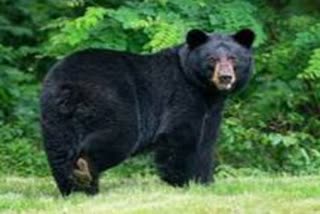 Dead body of bear found in suspicious circumstances