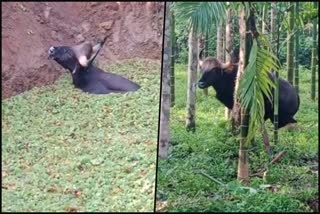 Rescue of bison that fell into a garden water pond