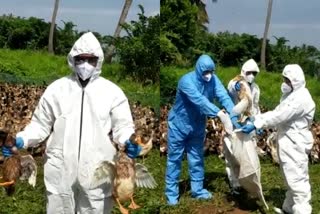 കോട്ടയം  kottayam latest news  പക്ഷിപ്പനി  kottayam local news  thalayazham  bird flu  Ducks were culled at thalayazham  4500 Ducks were culled at thalayazham  culling of ducks thalayazham kottaym  bird flu kottayam