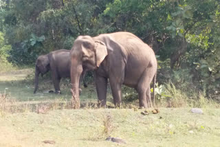 High Court strict in case of death of elephants