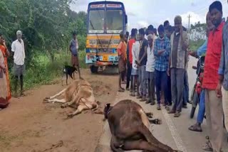 two cows died due to a lorry accident