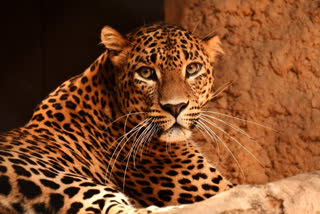 Nashik Leopard