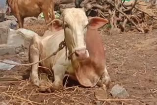 Cattle Traffic and Sante Prohibition in Mysore