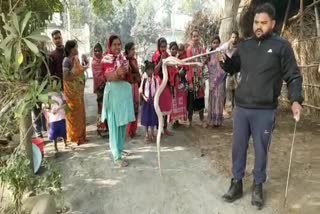 rescue cobra in Pakur