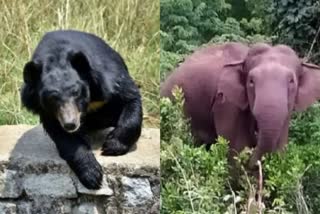 Etv Bharattwo-farmers-injured-in-elephant-and-bear-attack