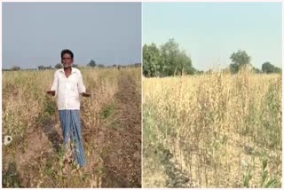 neteroga-for-redgram-crops-in-kalburgi