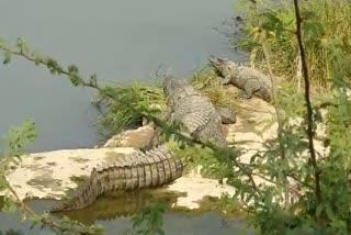 Crocodiles Spotted at Chambal and Chandraloi river