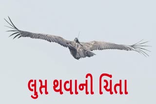 ગીધ વસ્તી ગણતરી 2022 રીપોર્ટમાં બહાર આવ્યાં ઘટાડાના આંકડા, 2045 સુધીમાં લુપ્ત થશે?