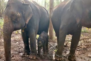 Kunti elephant born son