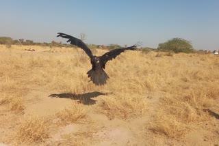 Okhi in Bikaner