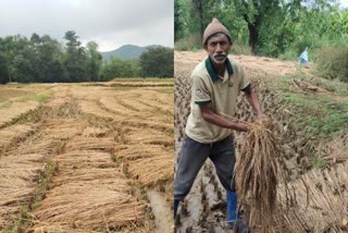 kodagu-cyclone-effect Rice crop damage