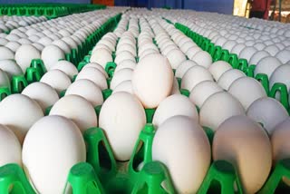 Namakkal eggs exported to Malaysia on a trial basis