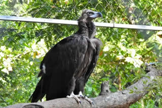 Vultures on the verge of extinction, suggests vulture census 2022