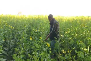 weather Effect on crops in Haryana