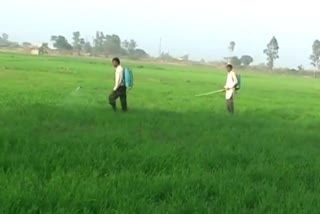 weeds in wheat field