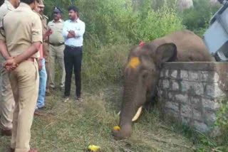 The elephant died due to electric shock