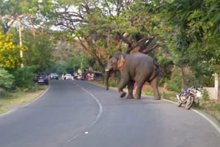 pt seven wild elephant catching updation  wild elephant in dhoni  pt seven  palakkad dhoni pt seven wild elephant  പിടി 7നെ പിടികൂടൽ  വയനാട്ടിലെ കൂട് നിർമാണം പിടി 7  പിടി 7  പിടി 7 കാട്ടാന  പിടി 7 കാട്ടാനയെ പിടിക്കാൻ കൂട് നിർമാണം  വയനാട് മുത്തങ്ങ  കൂടിന്‍റെ പണി