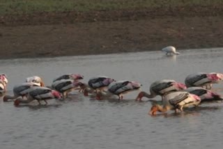 Birds of the Country and the World in Udaipur