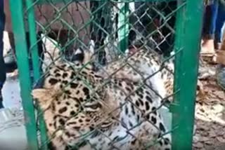 Leopard captured in Pulwama