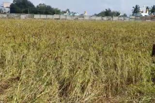 Harvesting of millet hampered by continuous rain