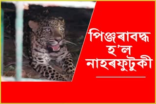 Leopard trapped in Dibrugarh