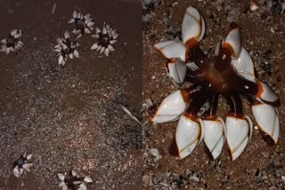 ഗൂസ് ബാർണക്കിൾ  ഗൂസ് ബാർണക്കിൾ കടൽജീവി  sea creature Goose Barnacle  Goose Barnacle appeared in Karwar beach  Karwar beach  Goose Barnacle  കടൽജീവി ഗൂസ് ബാർണക്കിൾ  കാർവാർ നഗരത്തിലെ ടാഗോർ ബിച്ചിൽ ഗൂസ് ബാർണക്കിൾ  സവിശേഷ കടൽജീവി  ടാഗോർ ബീച്ചിൽ സവിശേഷ കടൽജീവി  കാർവാർ  കാർവാർ ടാഗോർ ബീച്ച്