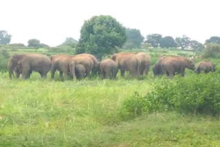 herd of 30 elephants came in Dumka