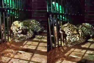 leopard trapped in cage at mysore