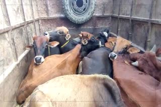 Cattle smuggling in Boko
