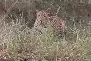 A leopard in road side