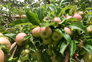 Raktsey Karpo apricots get GI tagging