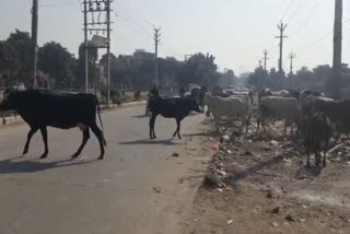Stray Animals Problem in Ballabhgarh
