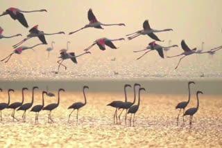 flamingos arrived in Muthupettai mangrove area