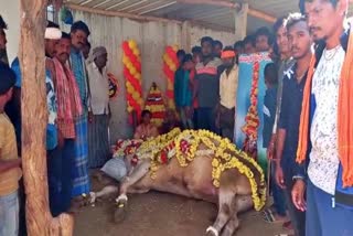 honnali-don-famed-ox-died