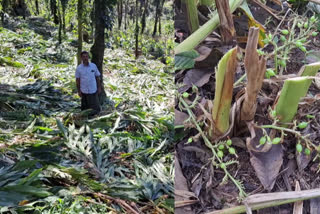 ഏലചെടികള്‍ വെട്ടി കളഞ്ഞ് കർഷകൻ  ഏലയ്‌ക്ക വിലയിടിവ്  farmer cutdown cardamom plants in idukki  ഏലം വിലയിടിവിൽ ദുരിതത്തിലായി കർഷകർ  ഇടുക്കി ഏലം കൃഷി  ഏലം  ഏലം കൃഷി  ഏലകൃഷി